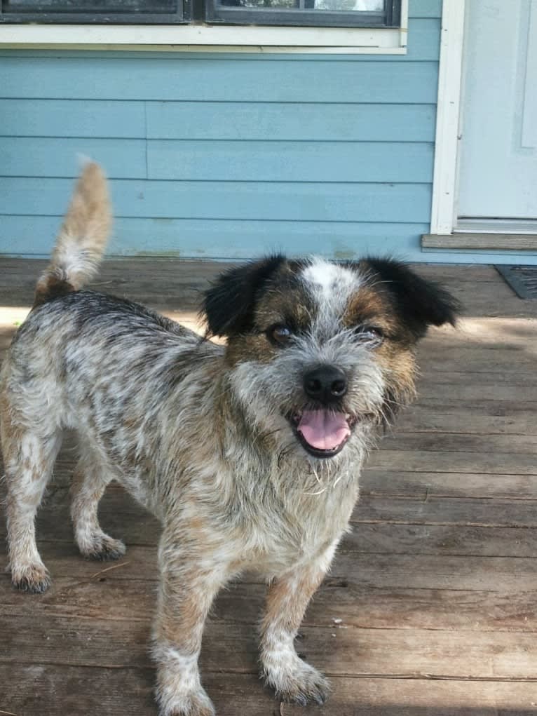 Cooper, a Shih Tzu and Australian Cattle Dog mix tested with EmbarkVet.com