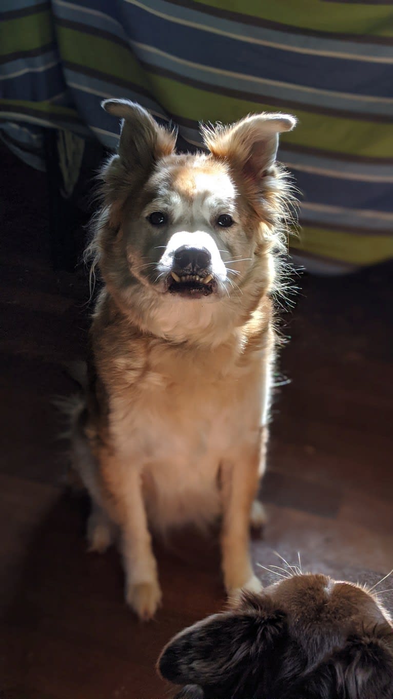 Chester, an American Eskimo Dog and Chow Chow mix tested with EmbarkVet.com