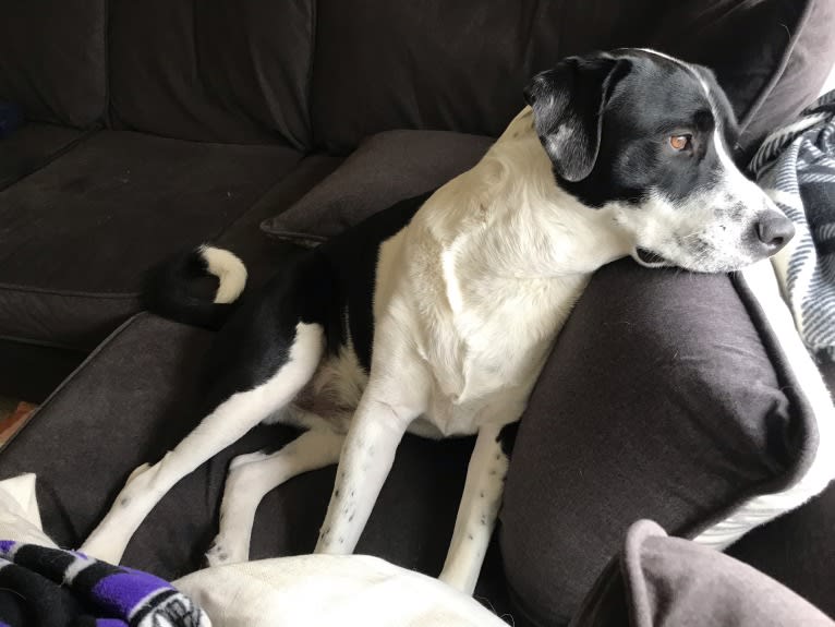 Theodore Ellington, an American Pit Bull Terrier and Siberian Husky mix tested with EmbarkVet.com