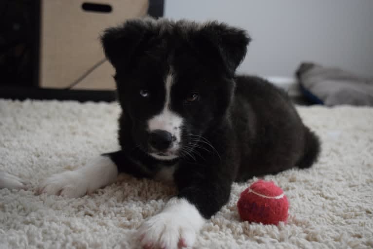 Maverick, a Siberian Husky and American Pit Bull Terrier mix tested with EmbarkVet.com