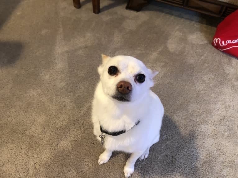 Biscuit, a Pomchi tested with EmbarkVet.com