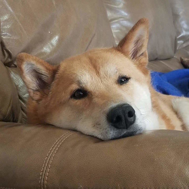 Misiek, a Shiba Inu tested with EmbarkVet.com