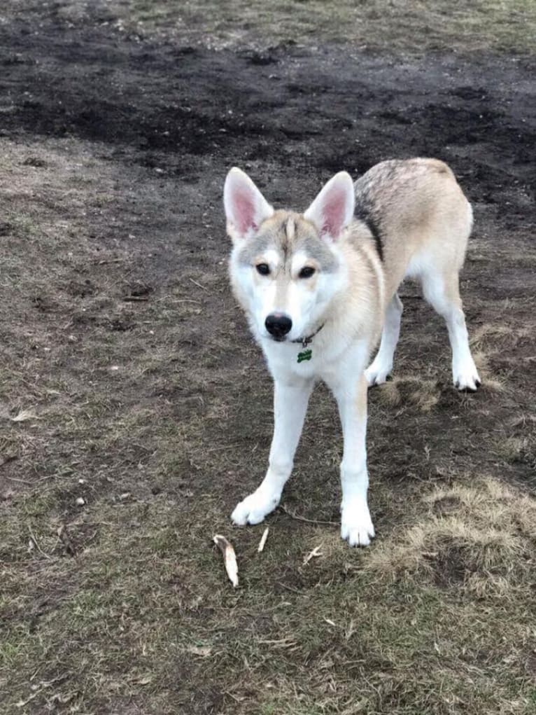 Nala, a German Shepherd Dog and Alaskan-type Husky mix tested with EmbarkVet.com