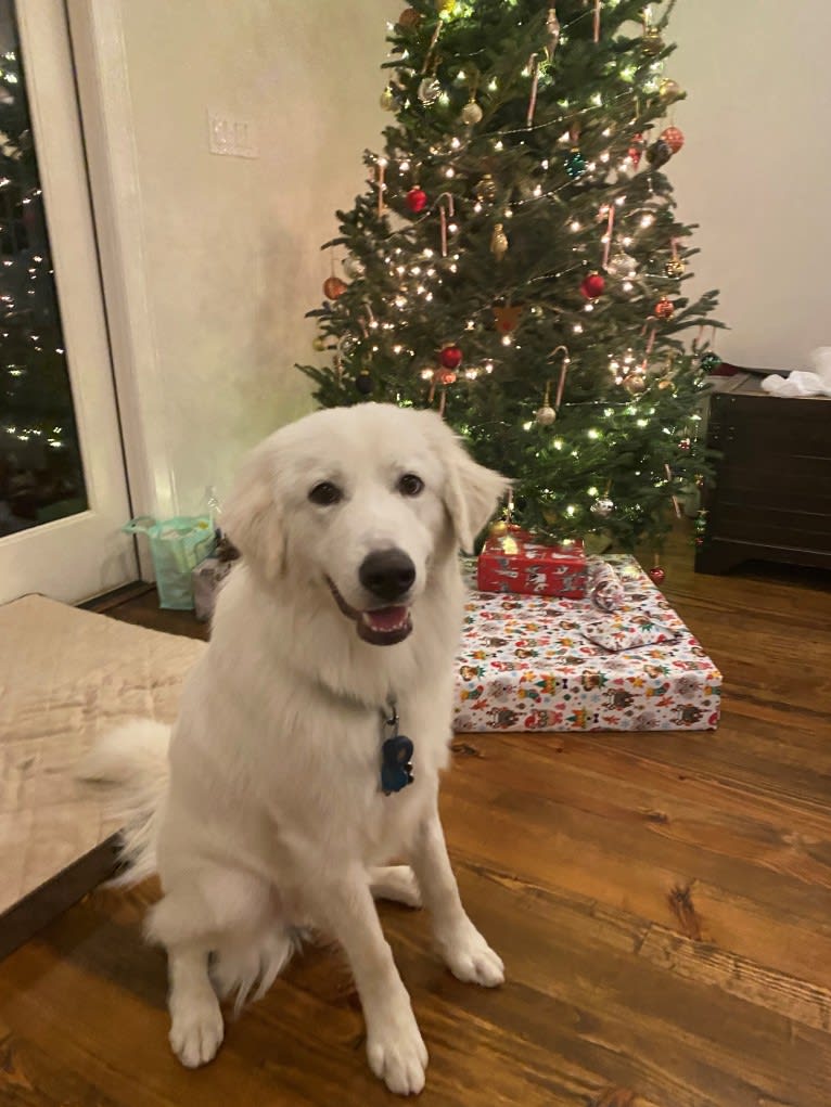 Tundra, a Great Pyrenees tested with EmbarkVet.com