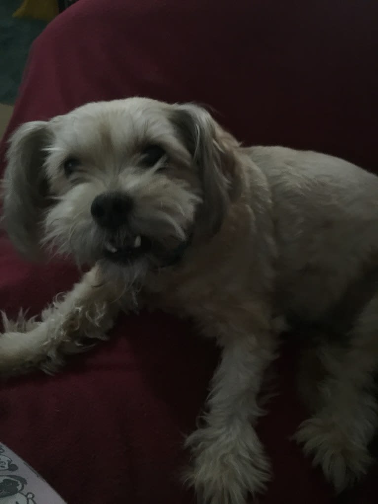 Roscoe, a Rat Terrier and Lhasa Apso mix tested with EmbarkVet.com