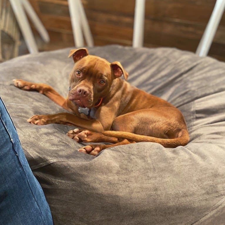 Shadrach Poet Martin, an American Pit Bull Terrier tested with EmbarkVet.com