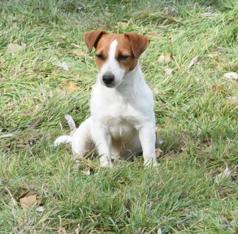 Roni, a Russell-type Terrier tested with EmbarkVet.com
