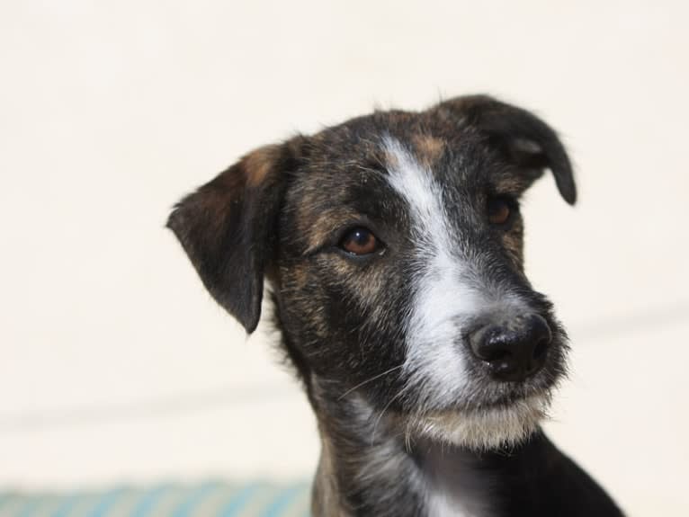 Gee, a Border Collie and Whippet mix tested with EmbarkVet.com