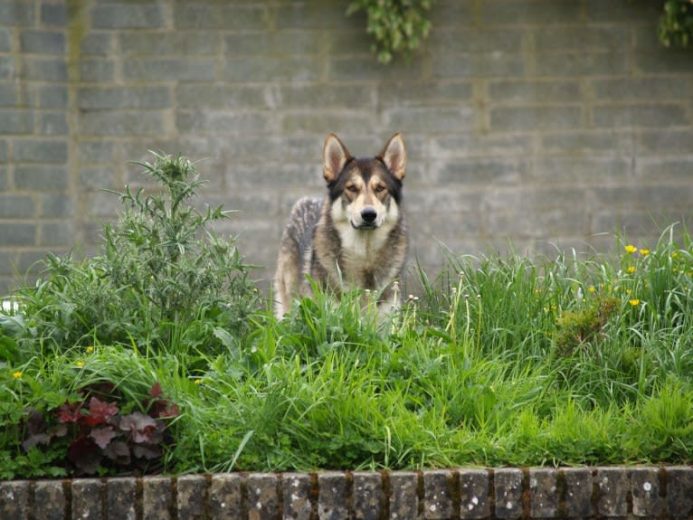 Kalen, a German Shepherd Dog and Siberian Husky mix tested with EmbarkVet.com