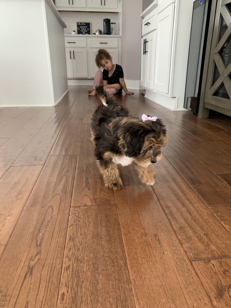 Bella, a Lhasa Apso and Poodle (Small) mix tested with EmbarkVet.com