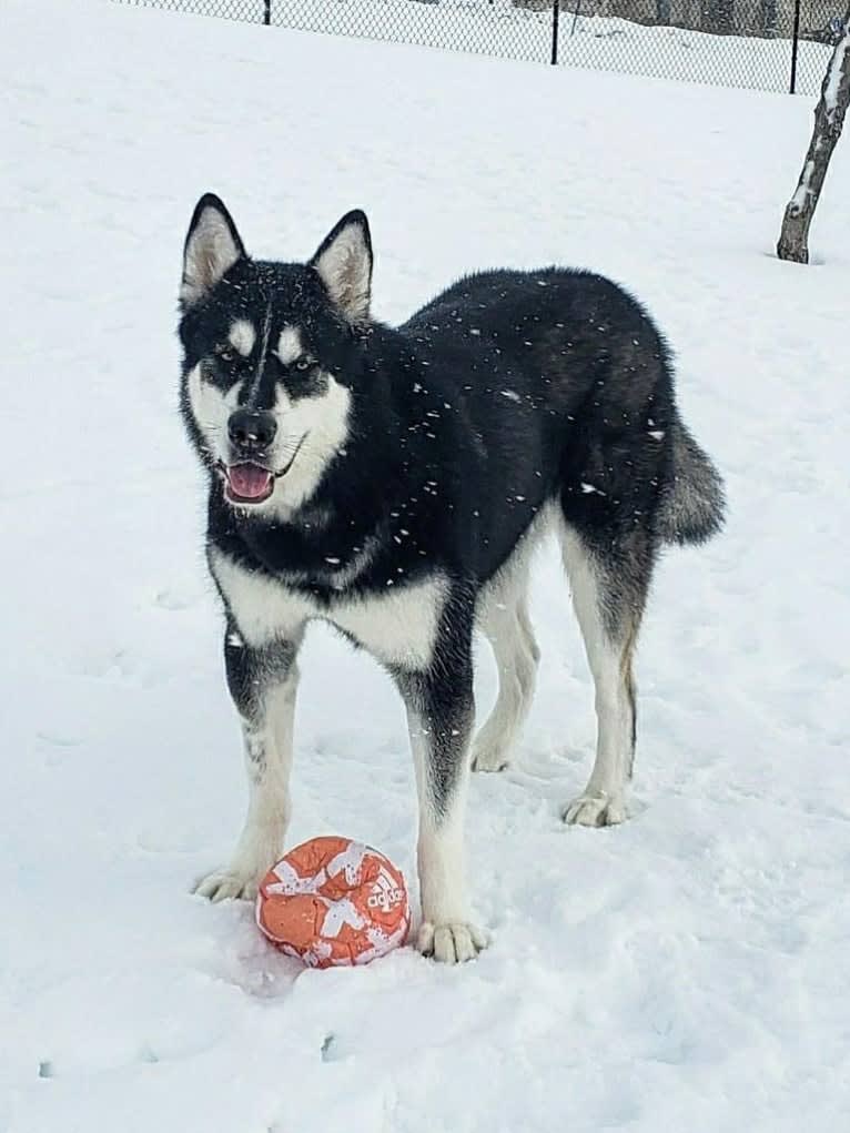 Artemis, an Alaskan Malamute tested with EmbarkVet.com