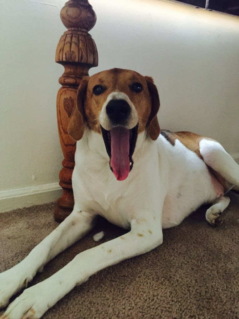 Ike Daniel, an American Foxhound tested with EmbarkVet.com