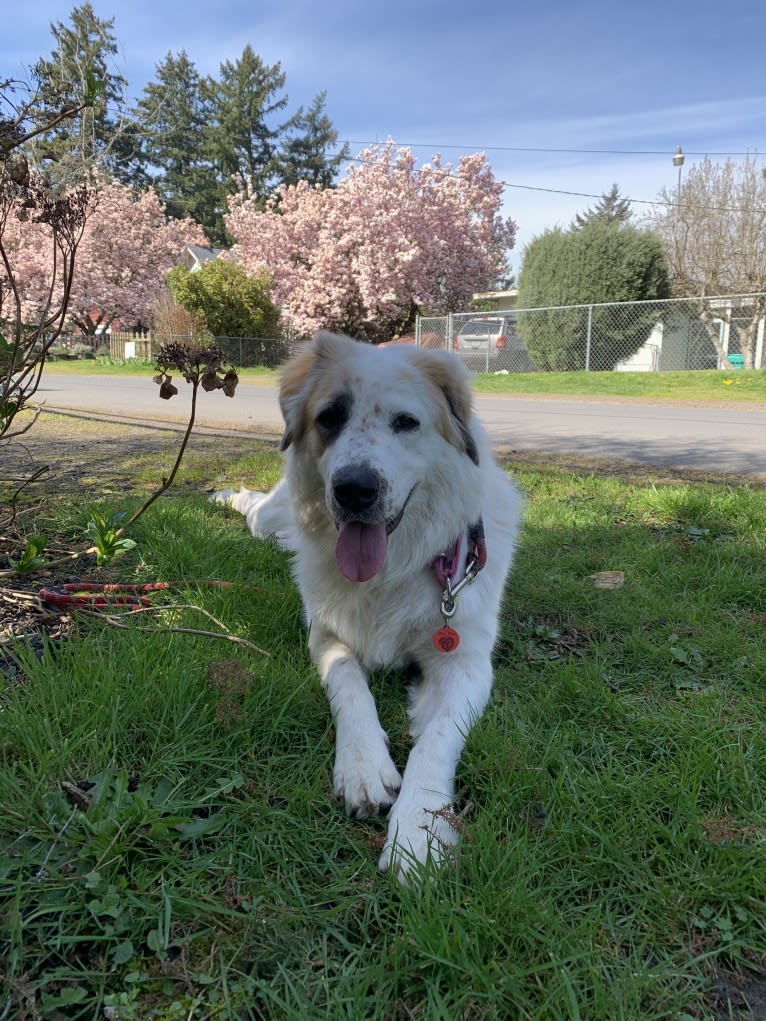 Moo Moo, a Great Pyrenees and German Shepherd Dog mix tested with EmbarkVet.com