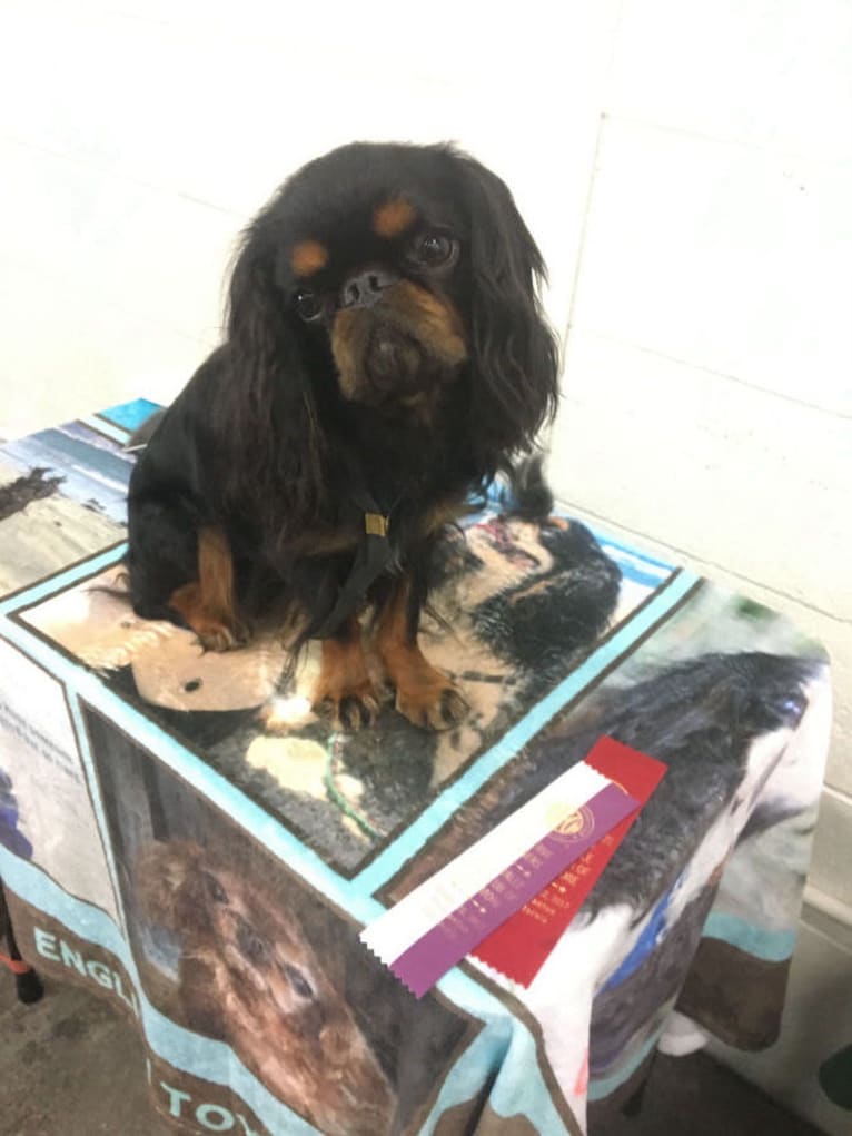 Bingley, an English Toy Spaniel tested with EmbarkVet.com