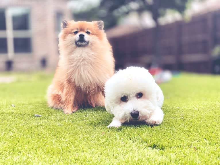 Louis, a Pomeranian tested with EmbarkVet.com