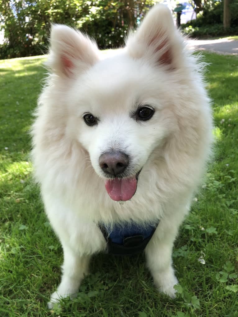 Harry 哈利, an American Eskimo Dog and Pomeranian mix tested with EmbarkVet.com