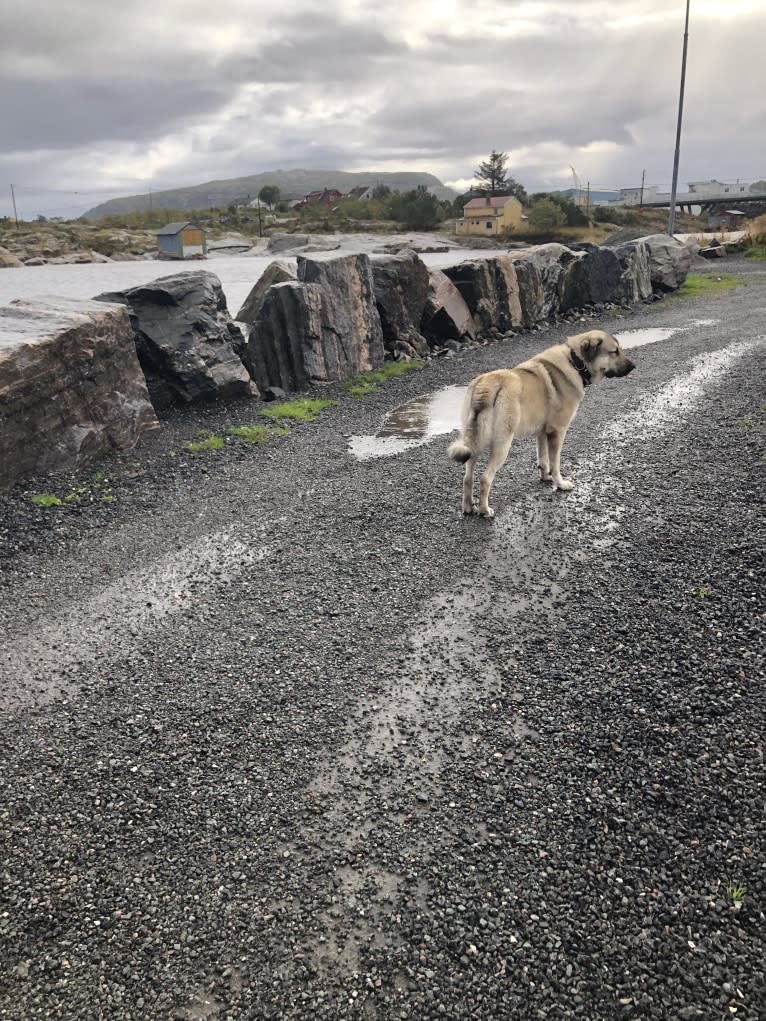 Arkan, an Anatolian Shepherd Dog tested with EmbarkVet.com