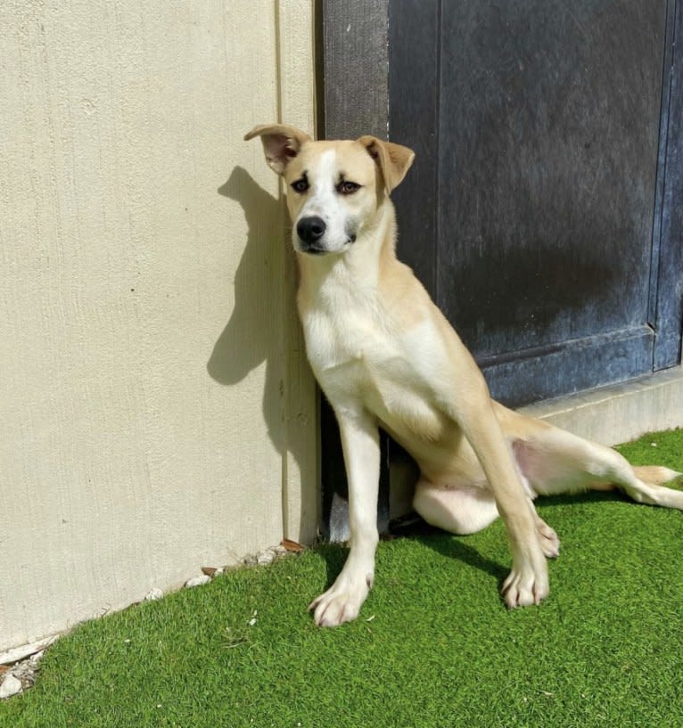 Finn, a Siberian Husky and American Pit Bull Terrier mix tested with EmbarkVet.com