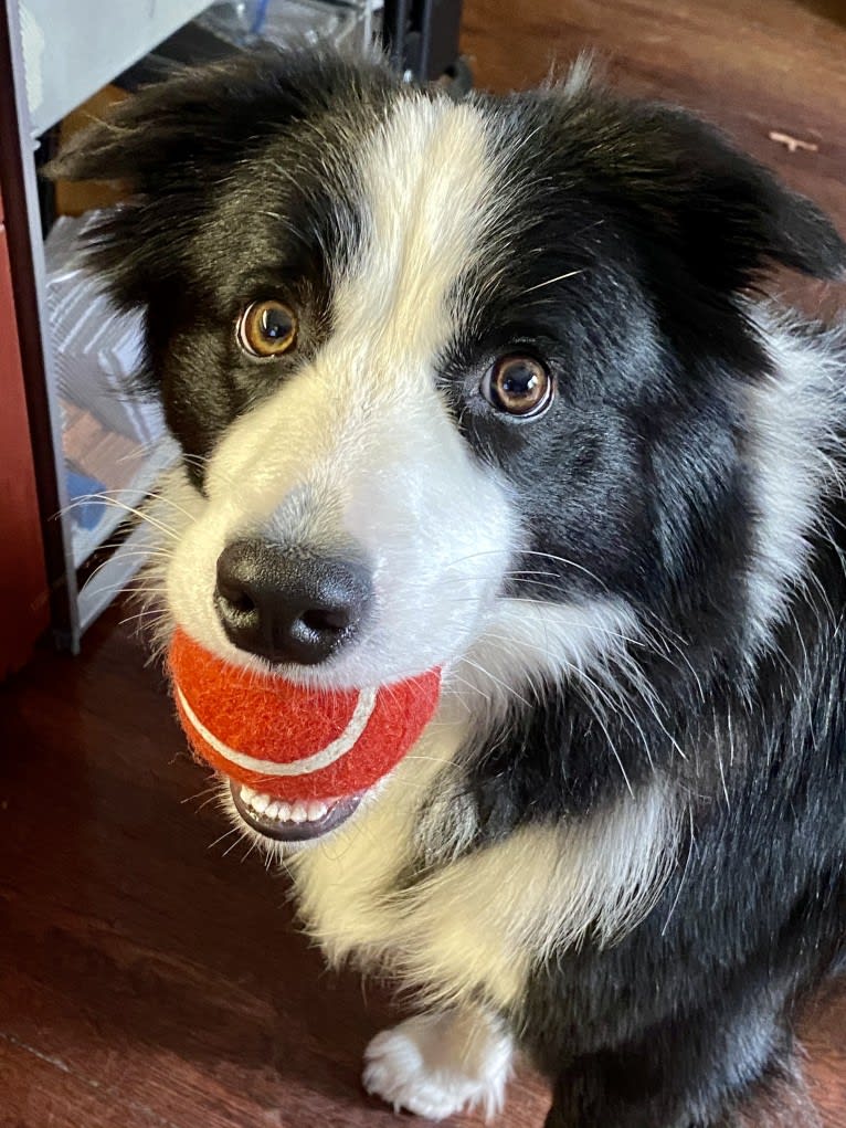 Angel, a Border Collie tested with EmbarkVet.com