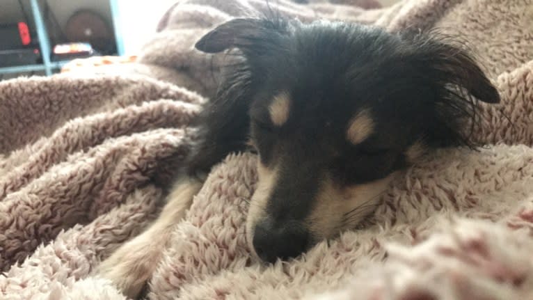 Teddy, a Chihuahua and Pomeranian mix tested with EmbarkVet.com