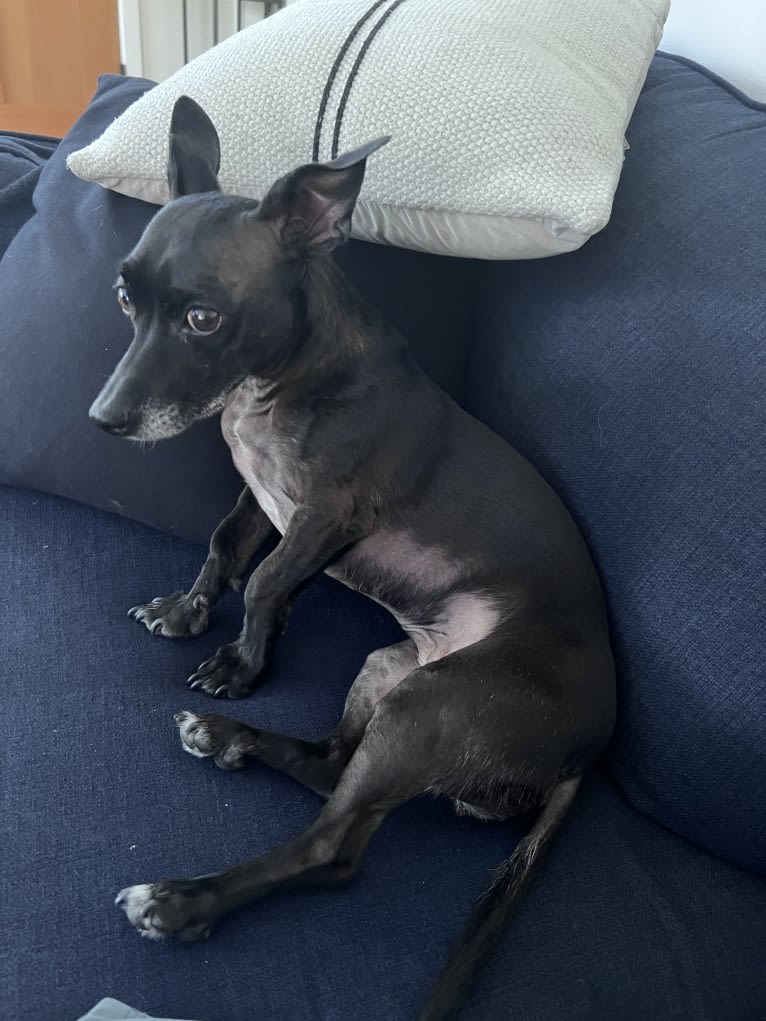 Fay, a Rat Terrier and Chihuahua mix tested with EmbarkVet.com
