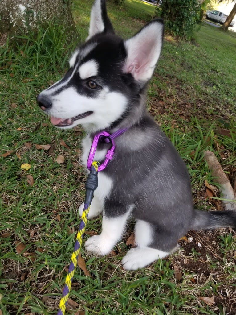 Kira, a Siberian Husky tested with EmbarkVet.com