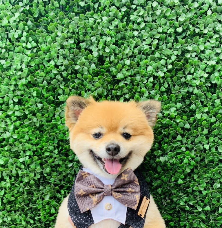 Louis, a Pomeranian tested with EmbarkVet.com