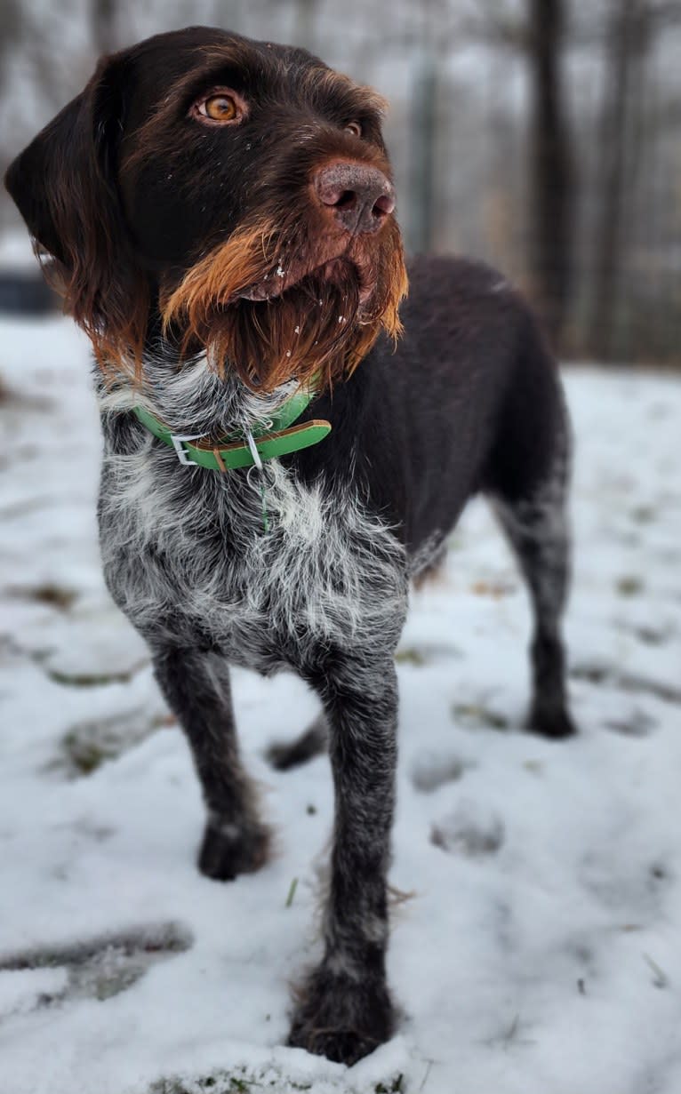 Us, a German Wirehaired Pointer tested with EmbarkVet.com