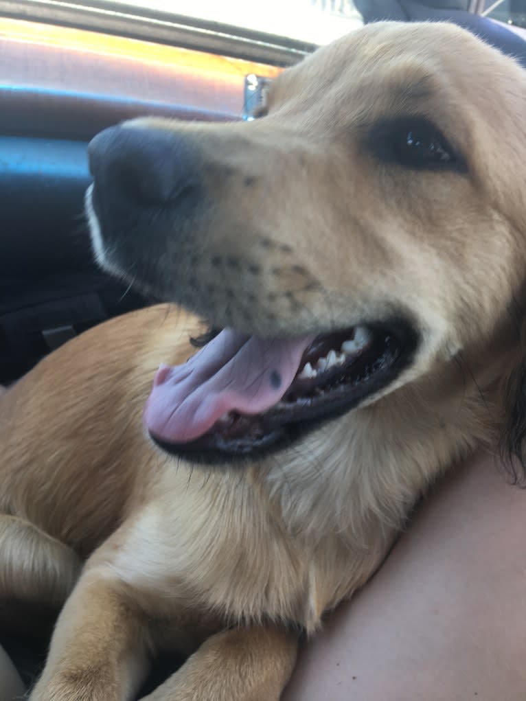 Gus, a Russell-type Terrier and Cocker Spaniel mix tested with EmbarkVet.com