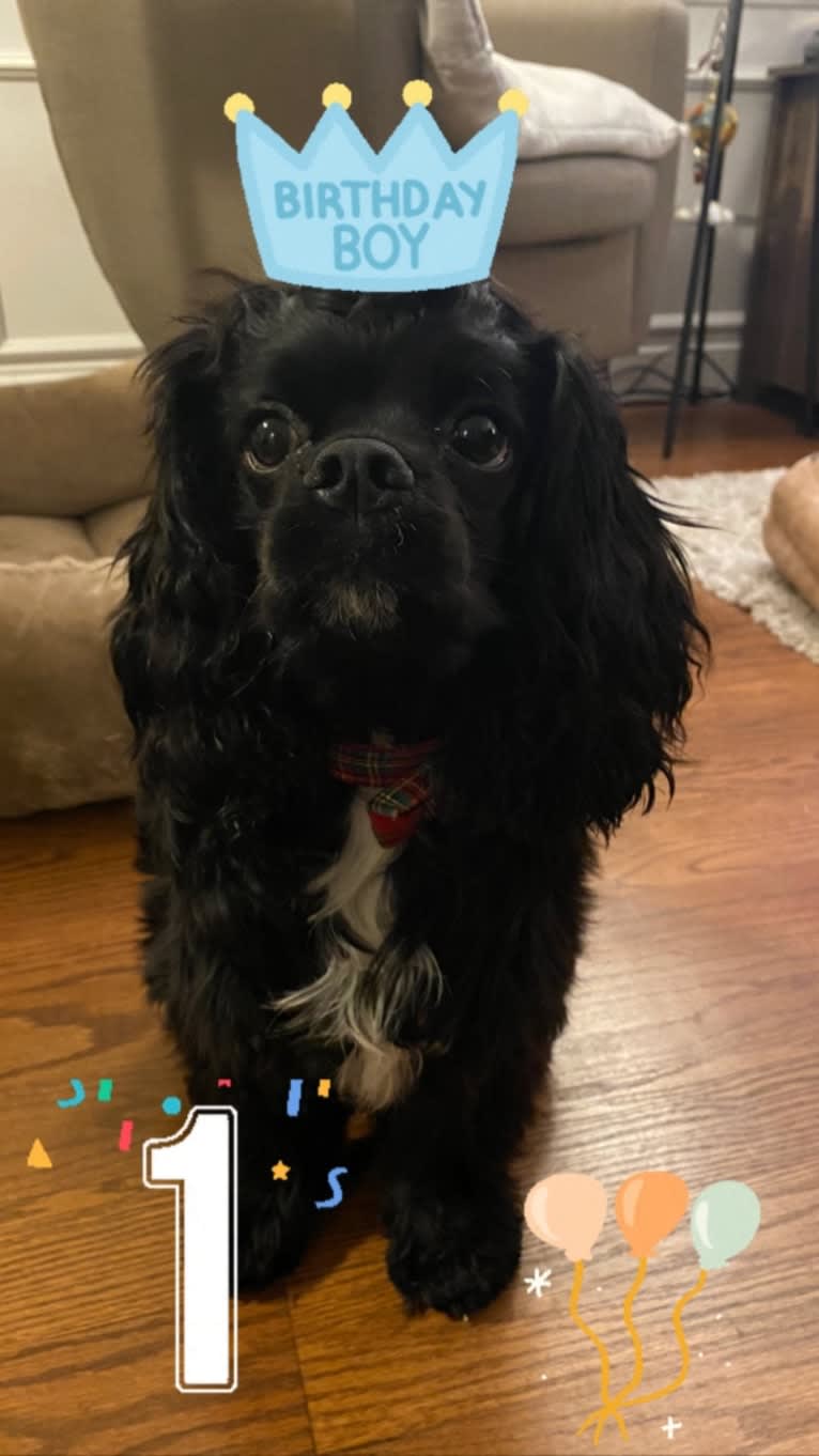 Pepper, a Cavalier King Charles Spaniel and Cocker Spaniel mix tested with EmbarkVet.com