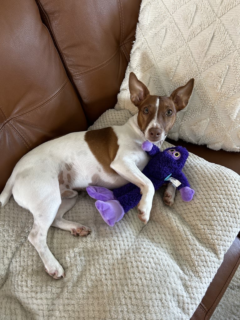 Wally, a Russell-type Terrier tested with EmbarkVet.com