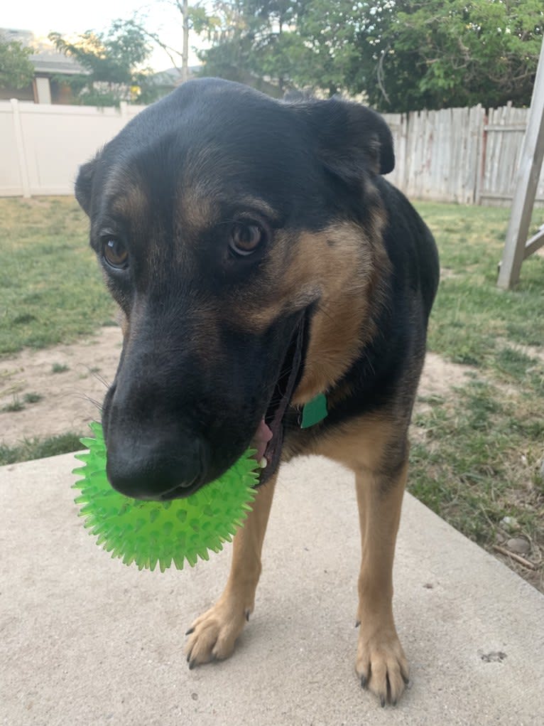 Tyson, a German Shepherd Dog and Golden Retriever mix tested with EmbarkVet.com