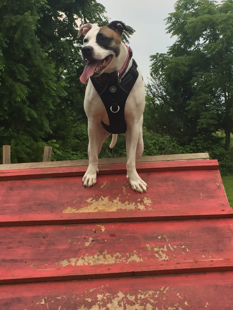 Belle, an American Pit Bull Terrier and American Bulldog mix tested with EmbarkVet.com