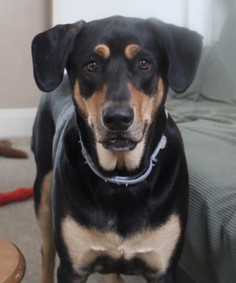 Wyatt, a Labrador Retriever and Doberman Pinscher mix tested with EmbarkVet.com