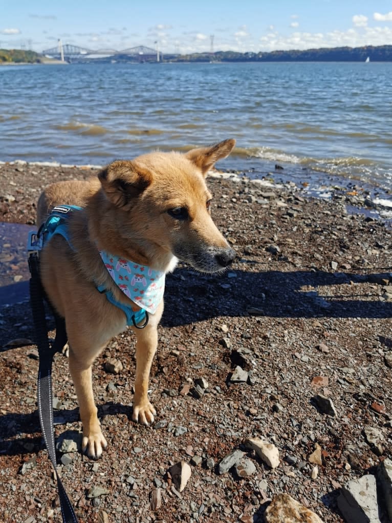 Abel, a German Shepherd Dog and Jindo mix tested with EmbarkVet.com