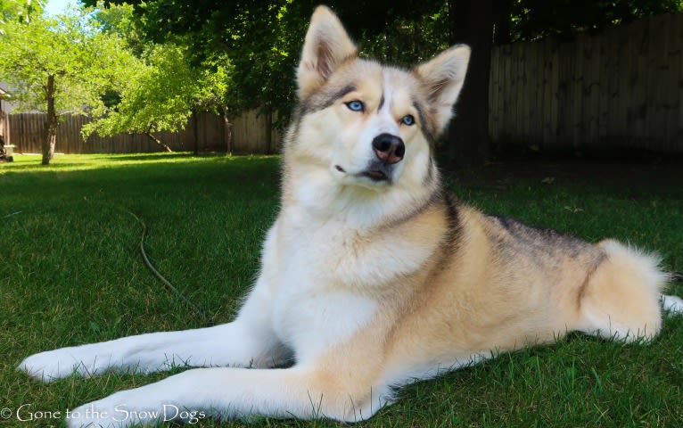 Shelby, a Siberian Husky tested with EmbarkVet.com
