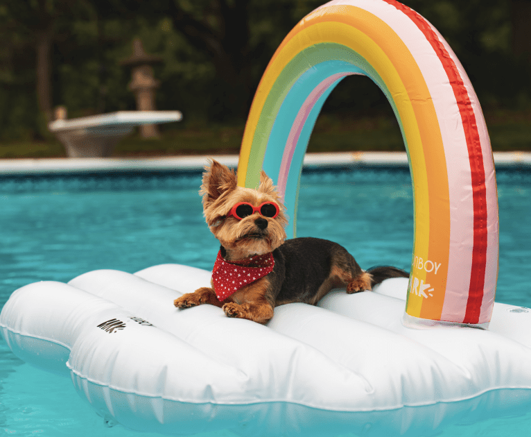 Benny, a Yorkshire Terrier tested with EmbarkVet.com