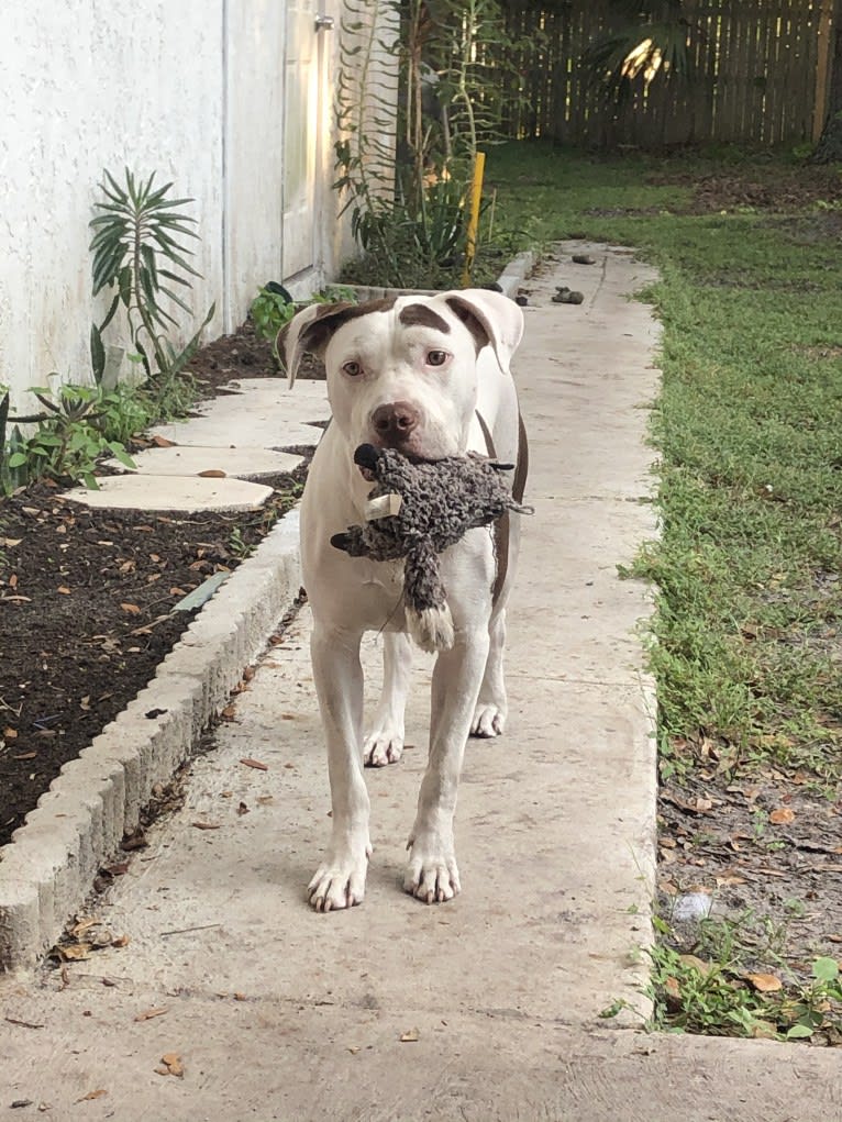 Gambit, an American Pit Bull Terrier and American Staffordshire Terrier mix tested with EmbarkVet.com