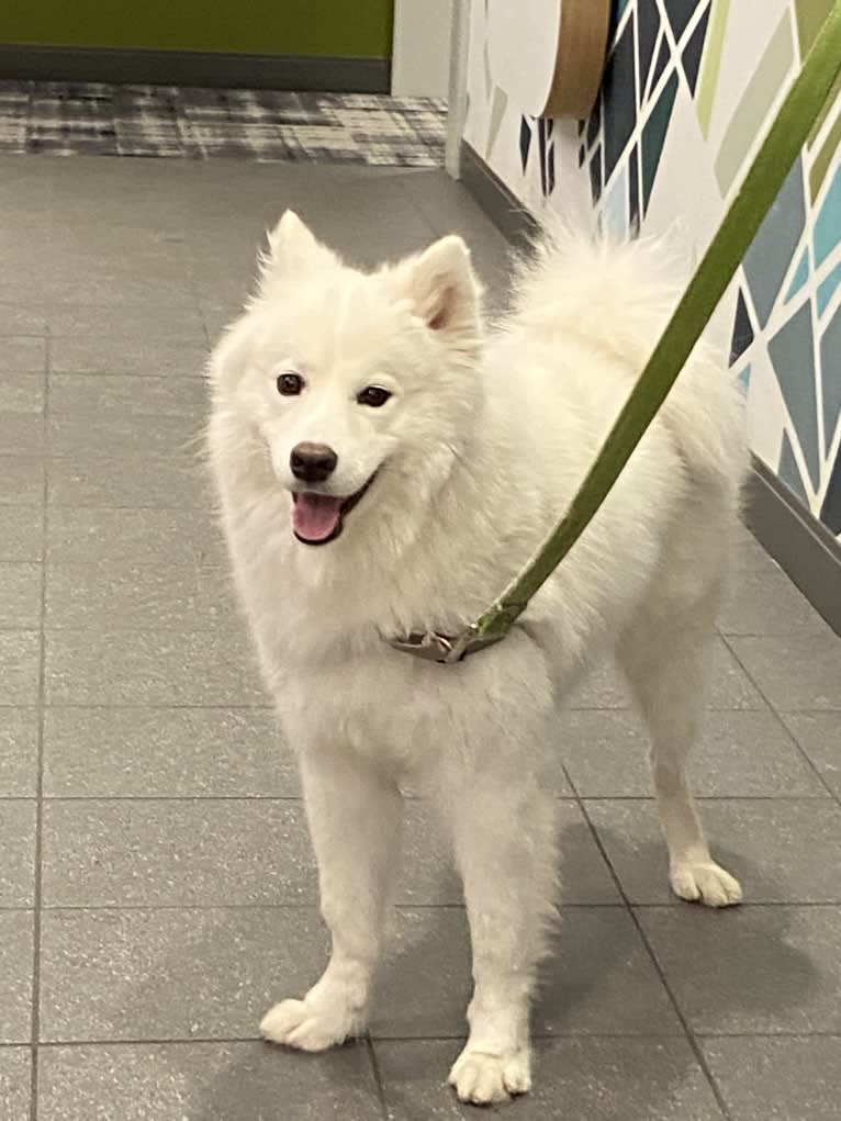 Acetone, a Samoyed tested with EmbarkVet.com