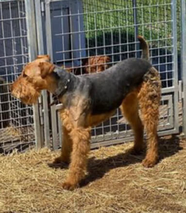 Roxy Von Pape, an Airedale Terrier tested with EmbarkVet.com