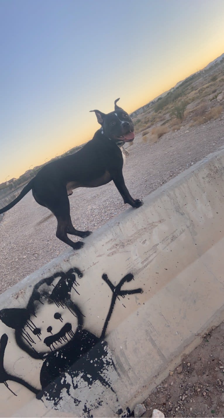 Mickey, an American Bully tested with EmbarkVet.com