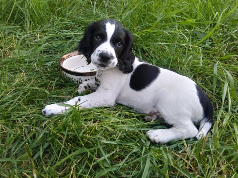 Marlo, an English Springer Spaniel tested with EmbarkVet.com