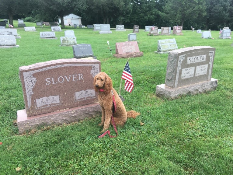 Photo of Libby. (Elizabeth Francesca), a Goldendoodle  in Knowlton, NJ, USA
