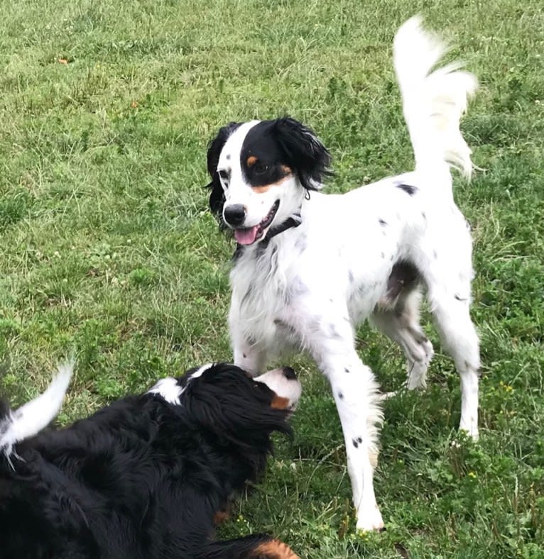 Jack, a Brittany and Llewellin Setter mix tested with EmbarkVet.com