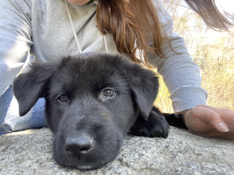 Otto (Othello), a German Shepherd Dog and Newfoundland mix tested with EmbarkVet.com