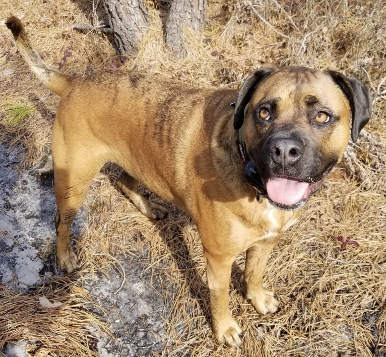 Zeus, a Boxer and American Pit Bull Terrier mix tested with EmbarkVet.com