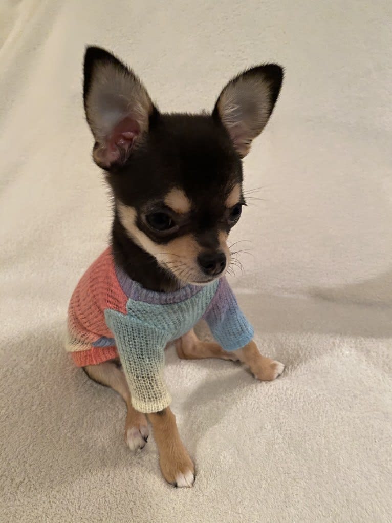 Alli-Mae, a Chihuahua tested with EmbarkVet.com