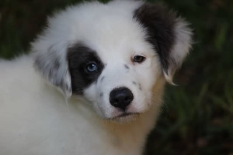 Mystic, an American Pit Bull Terrier and Chow Chow mix tested with EmbarkVet.com