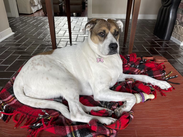 Maggie, a Boxer and Great Pyrenees mix tested with EmbarkVet.com