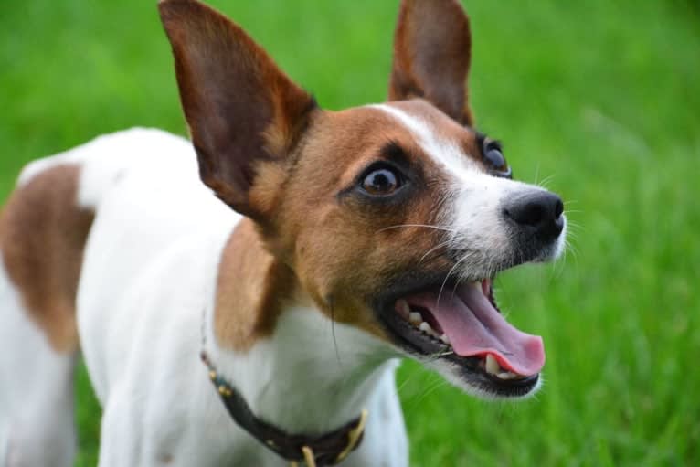 Delilah, a Russell-type Terrier and Rat Terrier mix tested with EmbarkVet.com